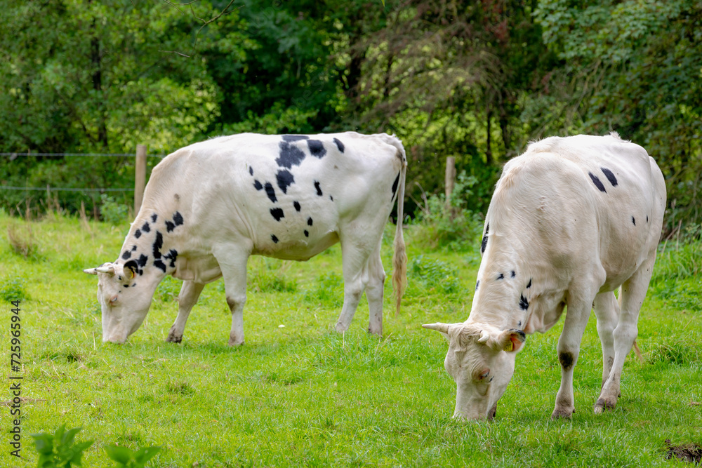 Two young black and white Dutch cows standing and nibbling fresh grass on green meadow, Typical polder landscape in Holland, Open farm with dairy cattle on the field in countryside of the Netherlands. Two young black and white Dutch cows standing and nibbling fresh grass on green meadow, Typical polder landscape in Holland, Open farm with dairy cattle on the field in countryside of the Netherlands.