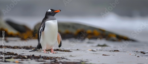 Gentoo Penguin spotted on Bleaker Island beach, Falkland Islands. photo