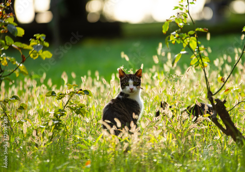 A beautiful cat hiding in the grass © Hasan