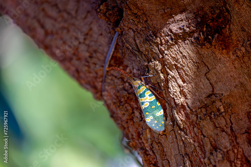 Selective focus of wild Pyrops candelaria on the longan tree background, Pyrops candelaria is a species of planthopper often placed in the tribe Laternariini that occur primarily in southeast Asia. photo