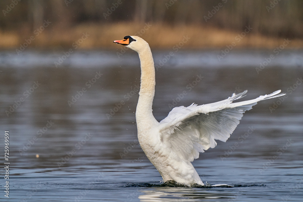 Fototapeta premium Schwan