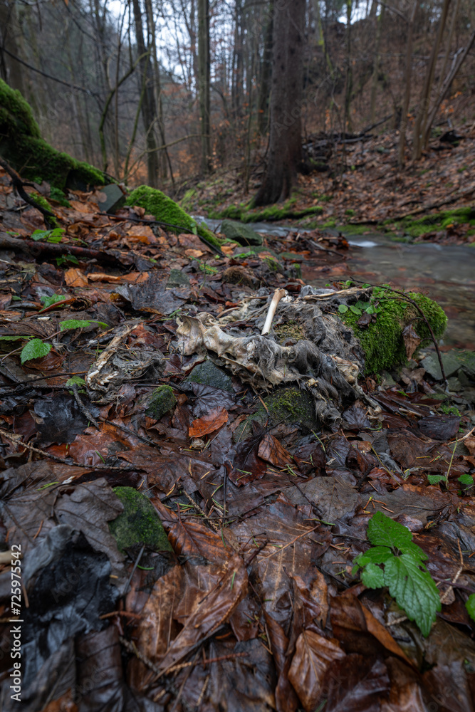 Decomposing body of a dog by the water. Decomposing body of a dog by the water.