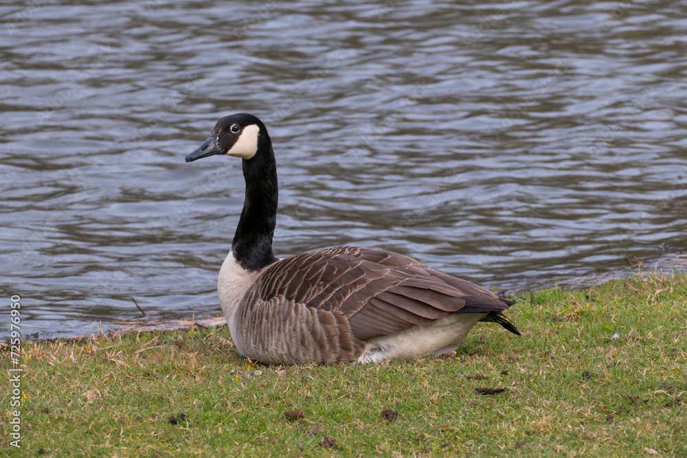 Kanadagans, Gans sitz auf einer Wiese am Ufer eines Sees Kanadagans, Gans sitz auf einer Wiese am Ufer eines Sees