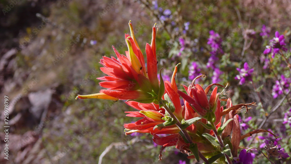 Indian paintbrush in the Sierra Madre Occidental Indian paintbrush in the Sierra Madre Occidental
