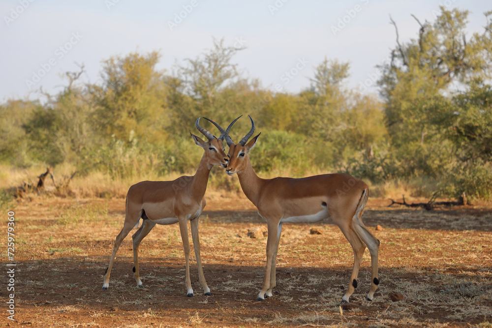 Fototapeta premium Schwarzfersenantilope / Impala / Aepyceros melampus