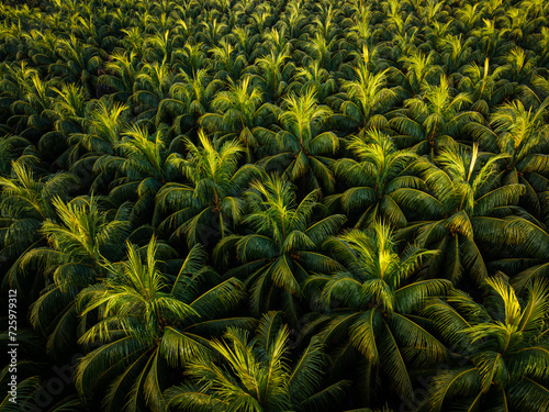 Aerial view of coconut tree field