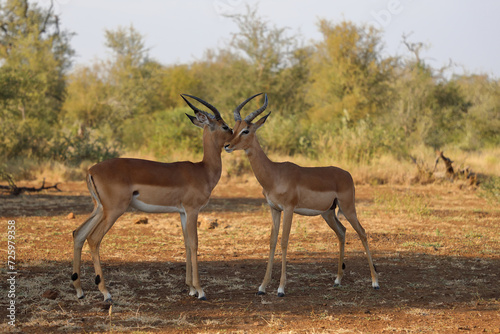 Schwarzfersenantilope   Impala   Aepyceros melampus