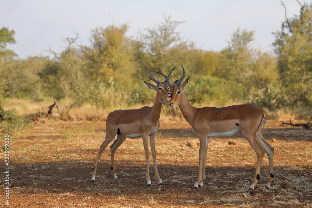 Schwarzfersenantilope / Impala / Aepyceros melampus Schwarzfersenantilope / Impala / Aepyceros melampus