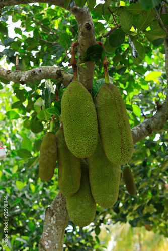 Raw green jackfruit grow on the Jackfruit tree