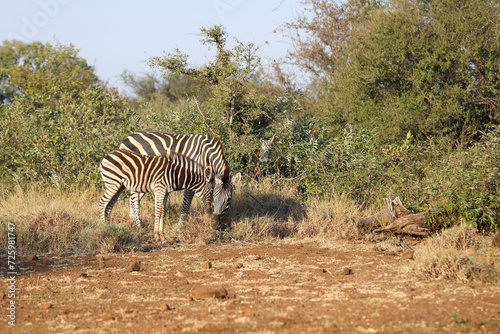 Steppenzebra   Burchell s zebra   Equus quagga burchellii.