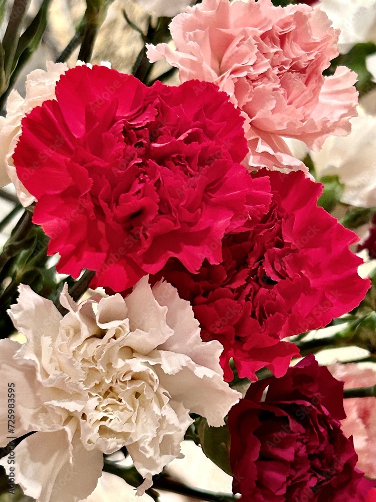 carnations carnations