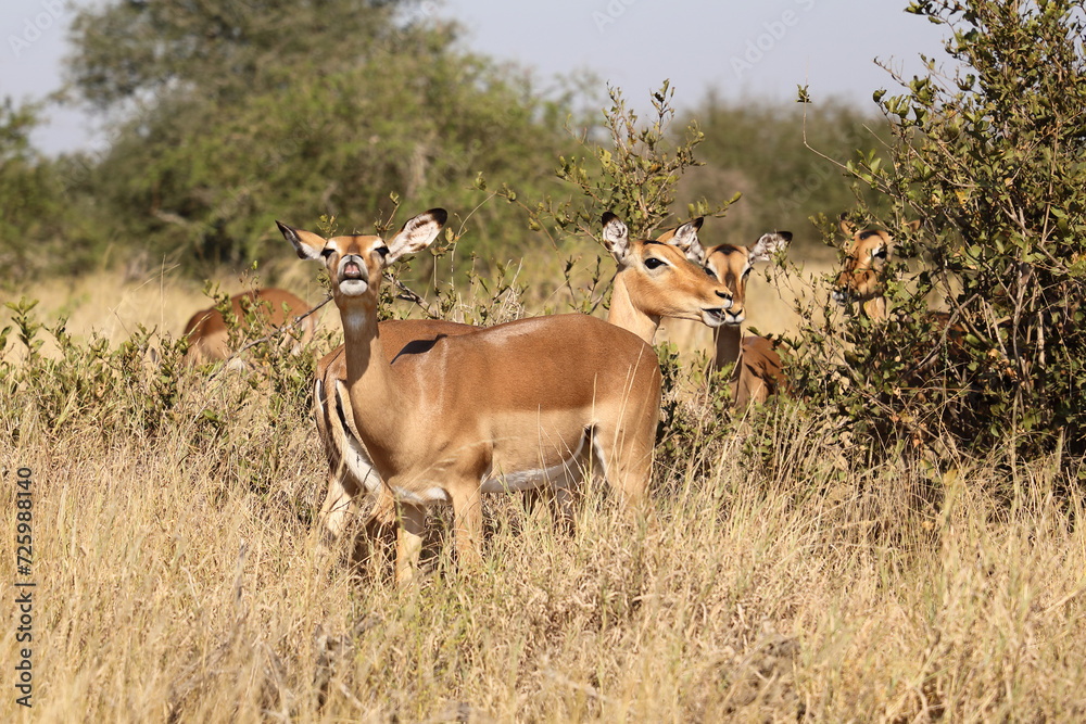 Schwarzfersenantilope / Impala / Aepyceros melampus Schwarzfersenantilope / Impala / Aepyceros melampus
