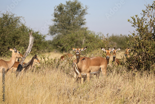Schwarzfersenantilope / Impala / Aepyceros melampus