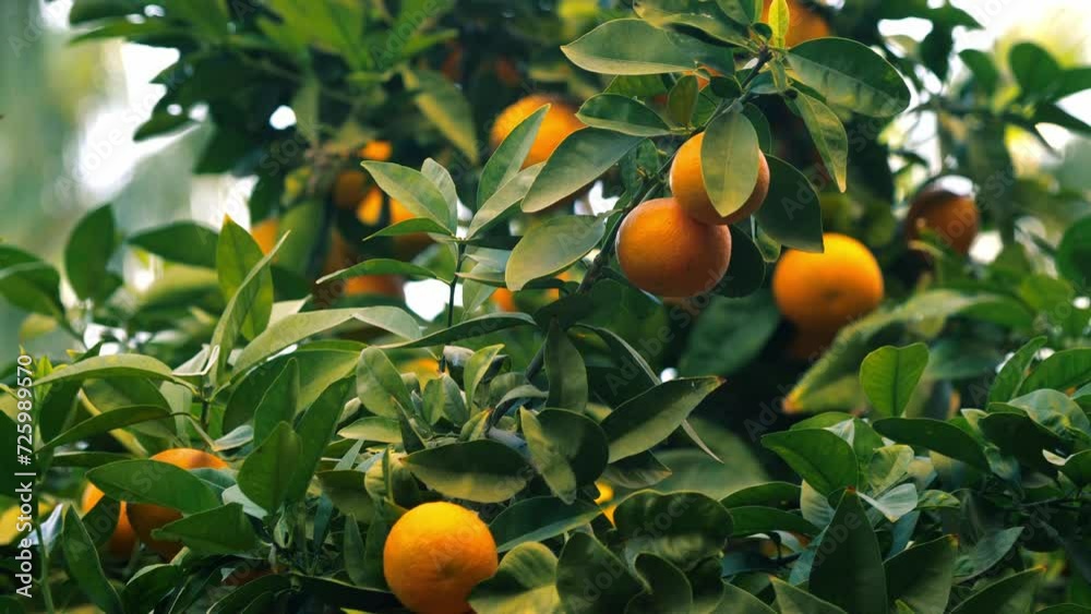 Ripe juicy sweet oranges on the tree. Orange plantation Ripe juicy sweet oranges on the tree. Orange plantation