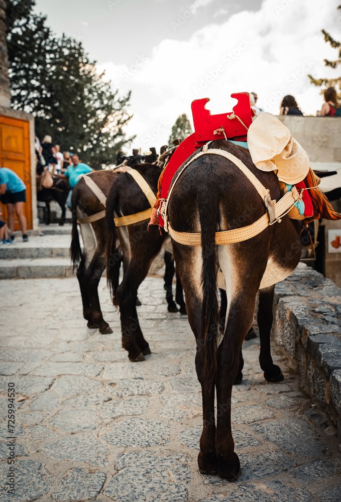 Donkeys stand in the shade and rest near the Acropolis of Lindos. Donkeys stand in the shade and rest near the Acropolis of Lindos.