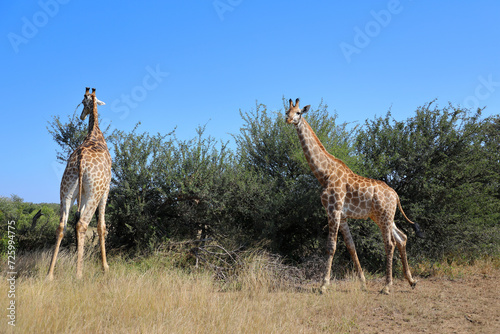 Canvas Print Giraffe / Giraffe / Giraffa camelopardalis