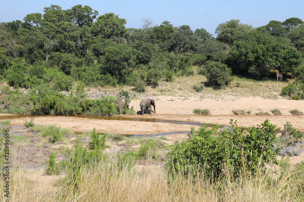 Afrikanischer Elefant am Timbavati River/ African elephant at Timbavati River / Loxodonta africana