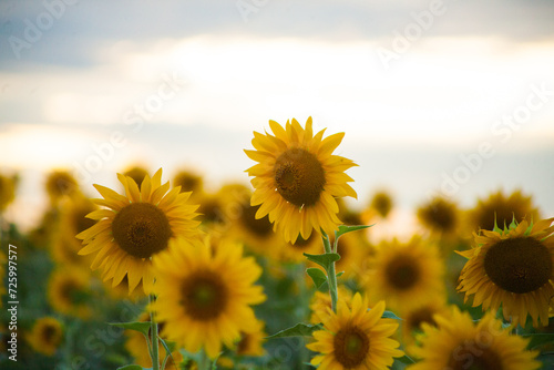 Girassol 
Sunflower
São José dos Campos