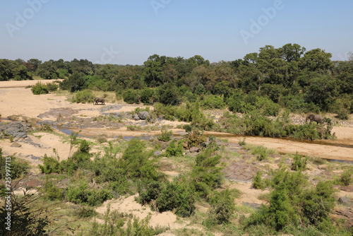 Afrikanischer Elefant am Timbavati River/ African elephant at Timbavati River / Loxodonta africana. © Ludwig