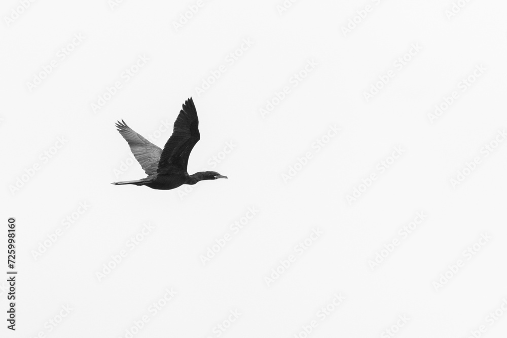 Fototapeta premium Pato al Vuelo