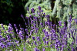 Lavendel Blüten ( Lavandula angustifolia) 