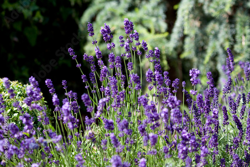Lavendel Bl  ten   Lavandula angustifolia  