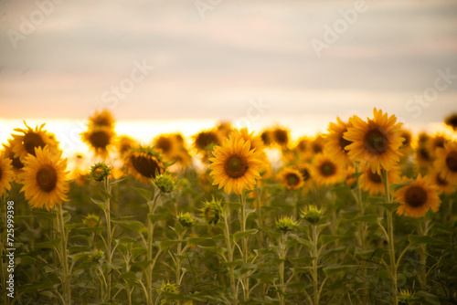 Girassol 
Sunflower
São José dos Campos