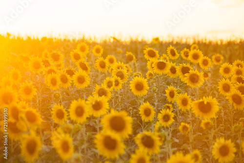 Girassol 
Sunflower
São José dos Campos