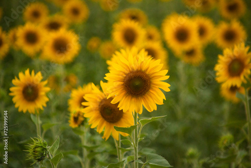 Girassol 
Sunflower
