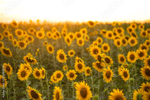 Girassol 
Sunflower
São José dos Campos