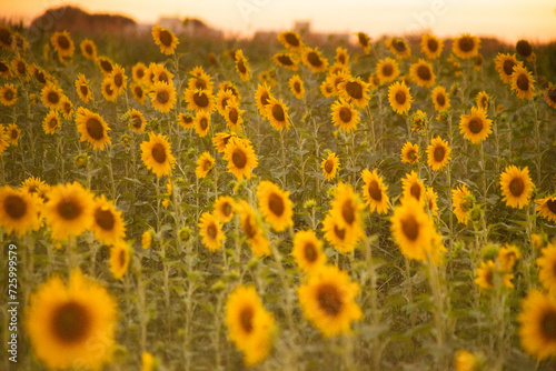 Girassol 
Sunflower