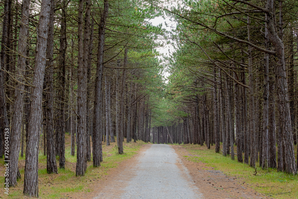 Obraz premium Summer landscape, Natural gravel path or small street through the forest, A pine is any conifer in the genus Pinus of the family Pinaceae, Dutch Wadden Sea island Terschelling, Friesland, Netherlands.