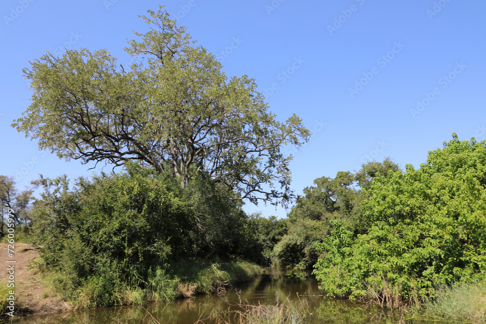 Obraz premium Afrikanischer Busch - Krügerpark - N'watinghala River / African Bush - Kruger Park - N'watinghala River /