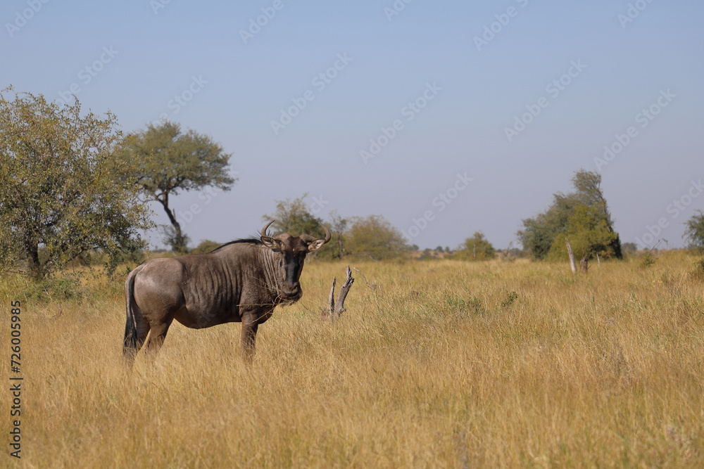Naklejka premium Streifengnu / Blue wildebeest / Connochaetes taurinus