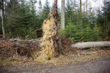 Baum entwurzelt. Sturm Schaden mit umgefallenem Baum 