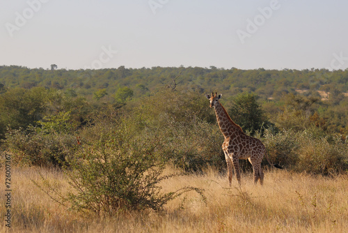 Canvas Print Giraffe / Giraffe / Giraffa camelopardalis