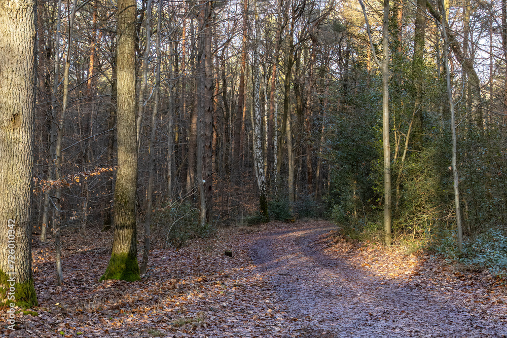 path in the woods