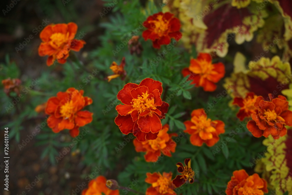 Flowers depict joy Flowers depict joy