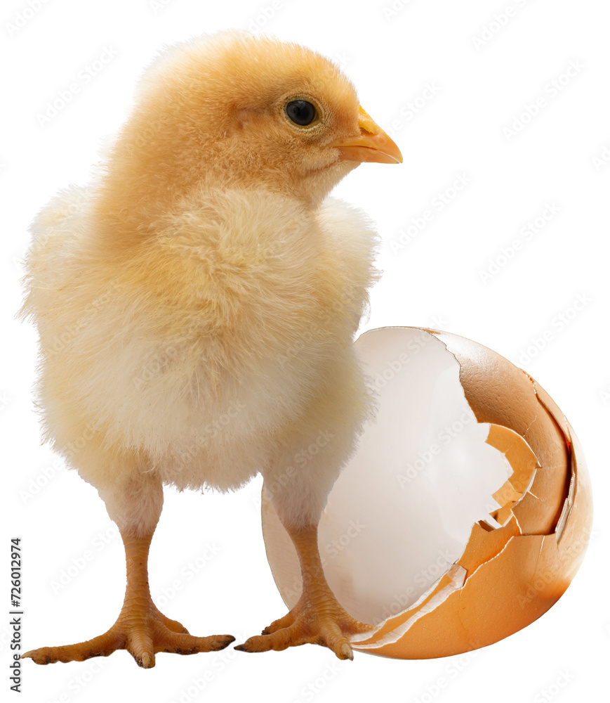 Newborn yellow chicken chick with broken egg