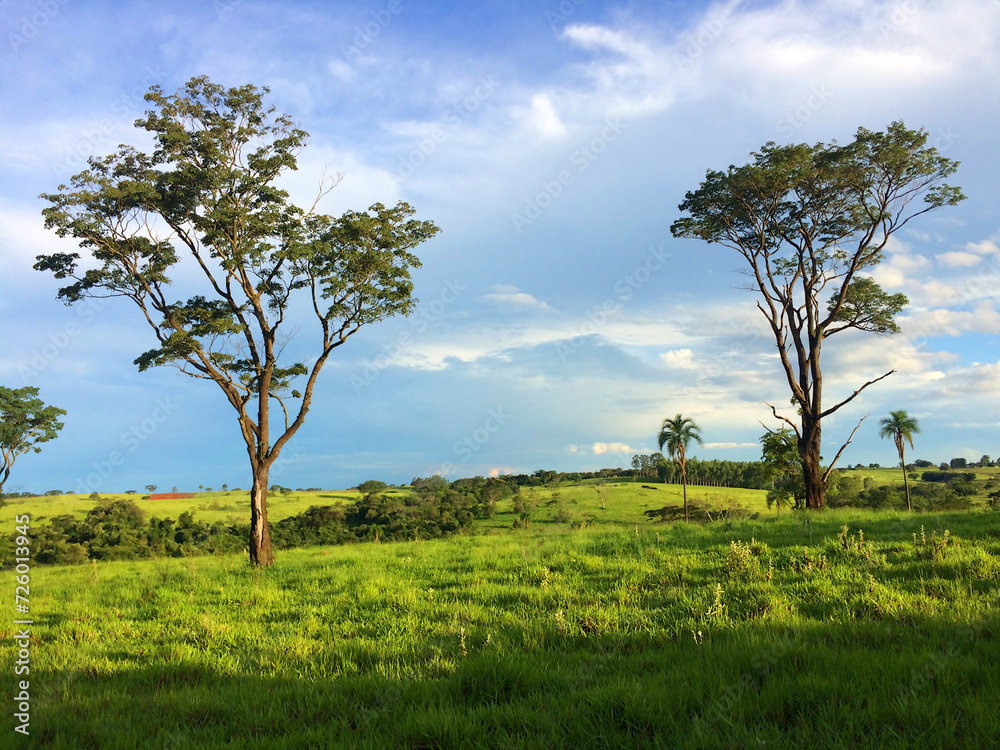 Trees in the Brazilian savanna in summer