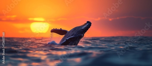 A grey whale spy hops during sunset in the blue sea.