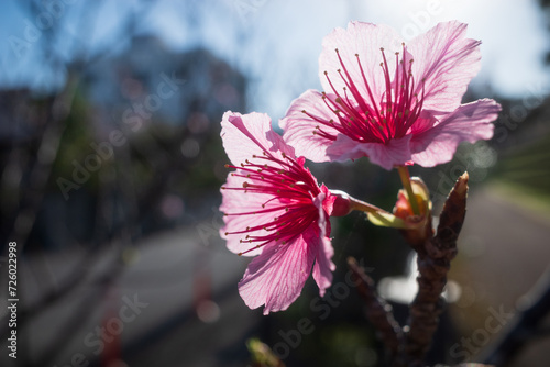 沖縄で春に咲く寒緋桜の花
