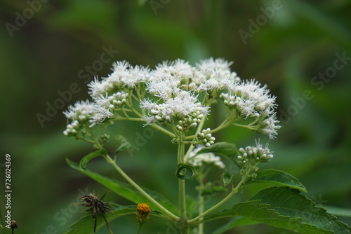 Eupatorium perfoliatum (boneset, boneset, agueweed, feverwort, sweating plant). This plant applied extracts for fever and common colds photo