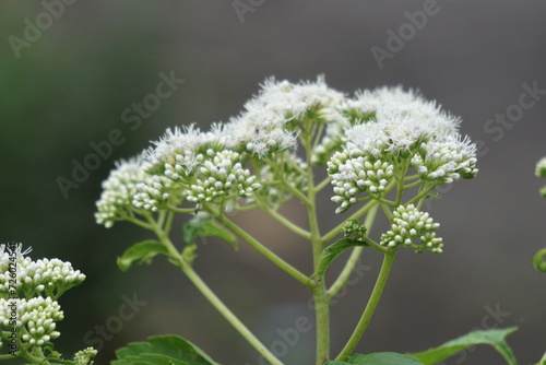 Eupatorium perfoliatum (boneset, boneset, agueweed, feverwort, sweating plant). This plant applied extracts for fever and common colds photo