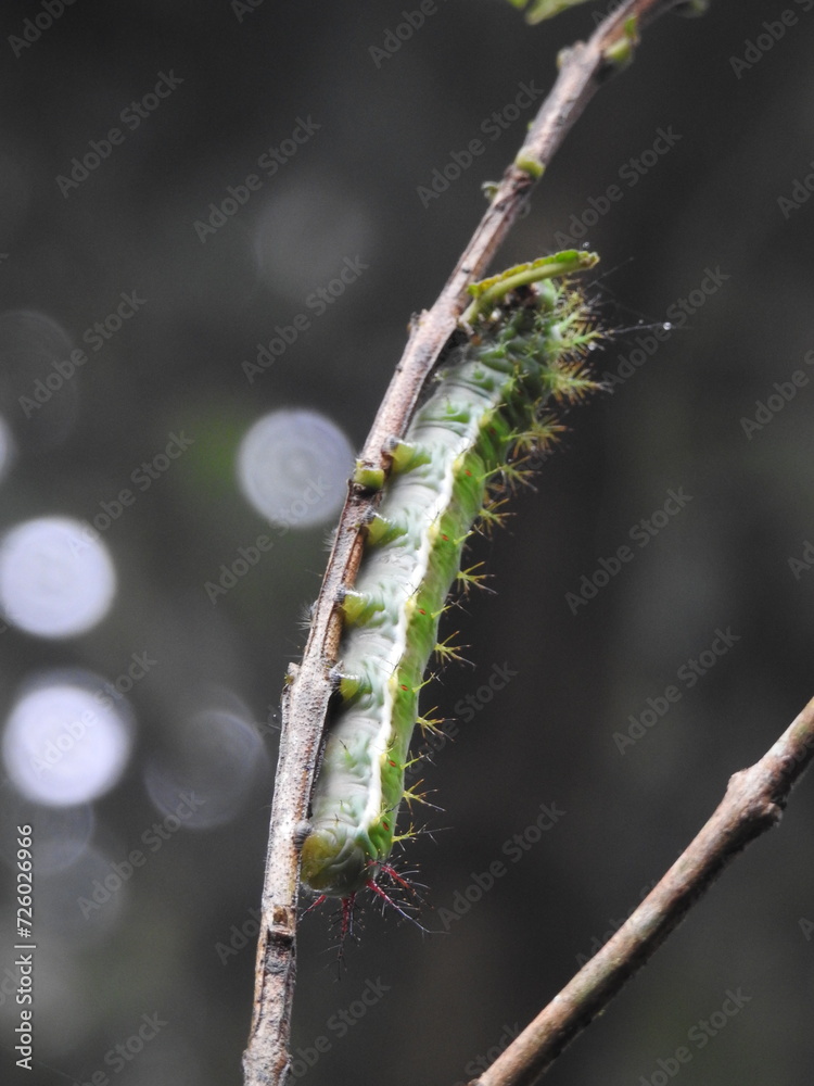 Naklejka premium GUSANO VERDE