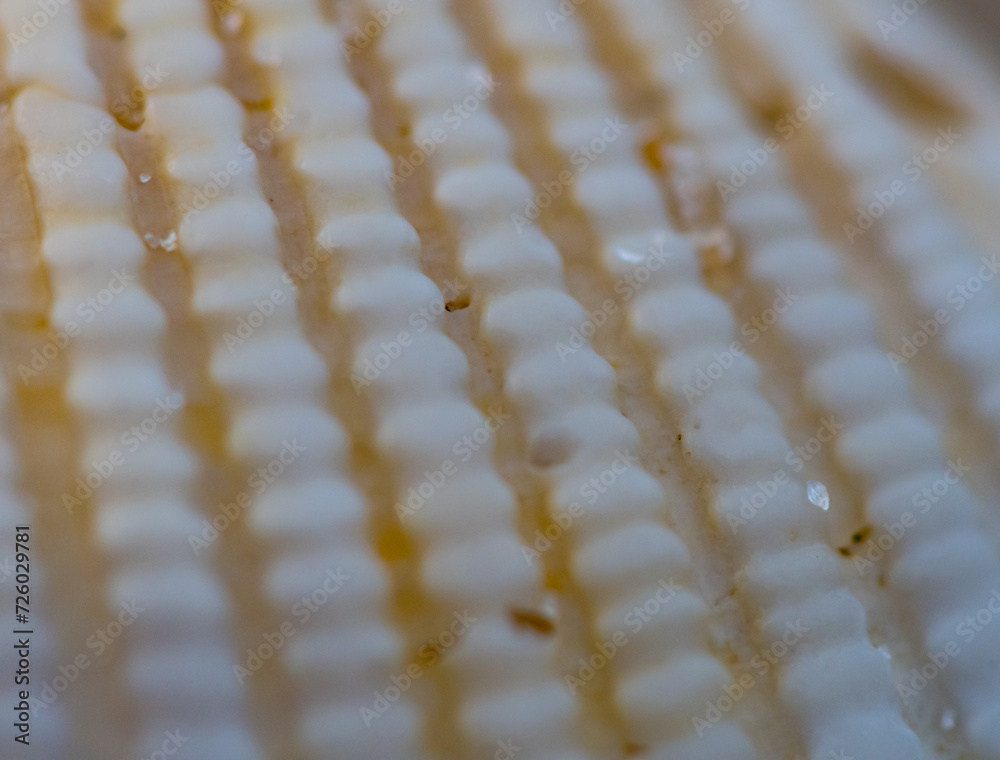Fototapeta premium Close Up of Sand Grains on Texture of Shell