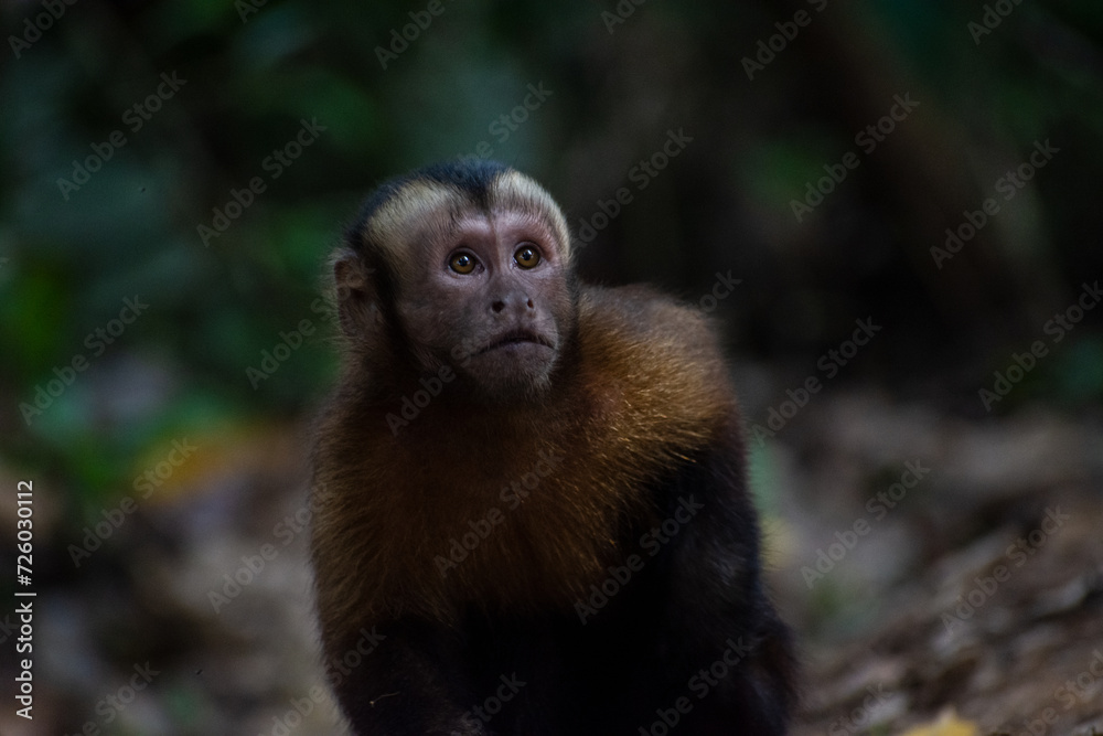 Mono capuchino mirando las alturas