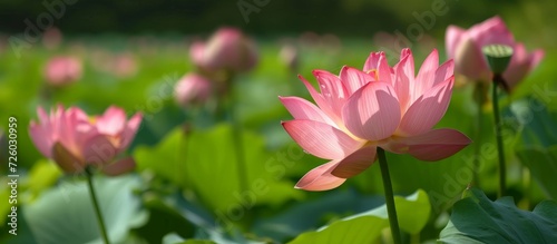 Lotus flowers at Hong Kong Wetland Park are stunningly beautiful up close as they bloom. photo