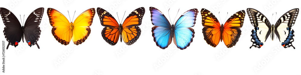 butterfly species in this collection butterfly species in this collection