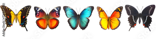 butterfly species in this collection © Lin_Studio